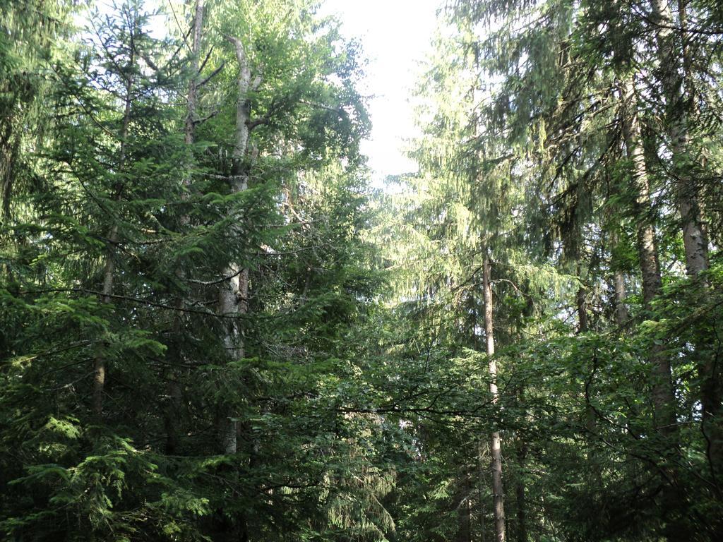 Cabana Suvenirurilor Скэришоара Экстерьер фото